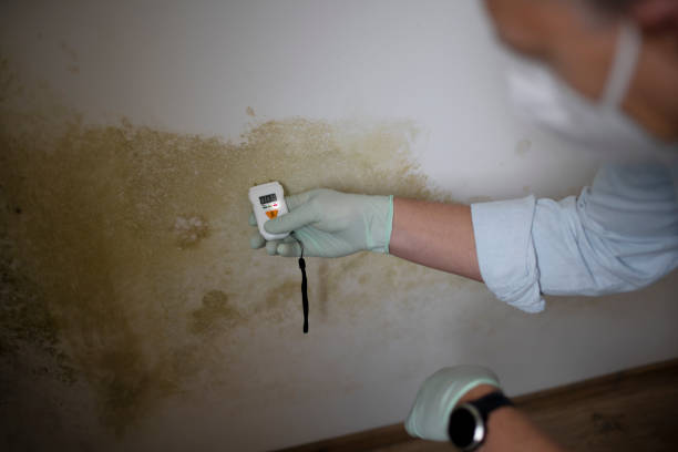 Best Mold Damage Repair  in Lincoln, NE