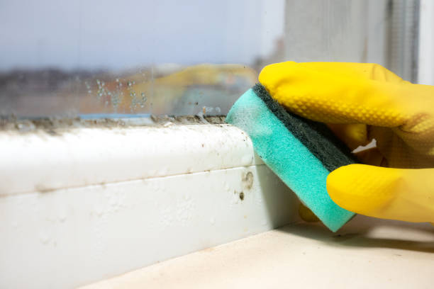 Trusted Lincoln, NE Mold Removal Experts